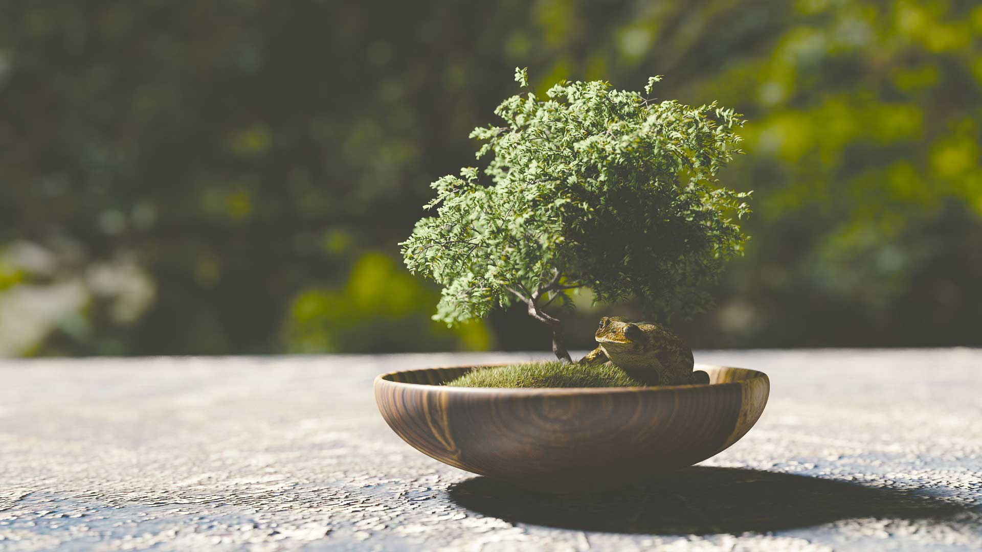 Il secco sui bonsai – La sabbiatura