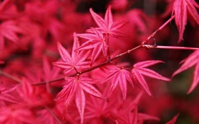 Foglie rosse, antocianine e bonsai