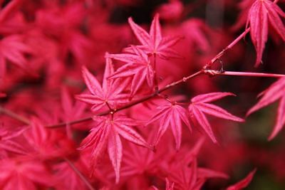 Foglie rosse, antocianine e bonsai